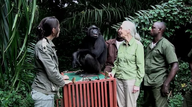 「ジェーンさん、今までありがとう」瀕死のところ保護されたチンパンジーが森へ帰る日