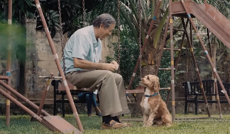 助けた犬と親友になった男性と 迷子犬を探す家族の感動の物語 フィリピンcm Sheddy シェディー 世界の感動する話